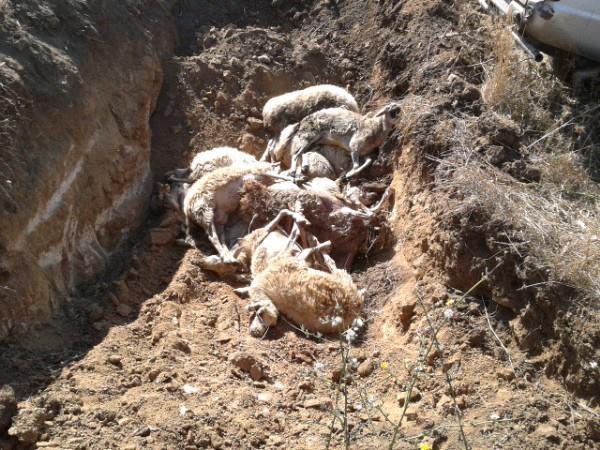 Pecore uccise dal morbo della lingua blu