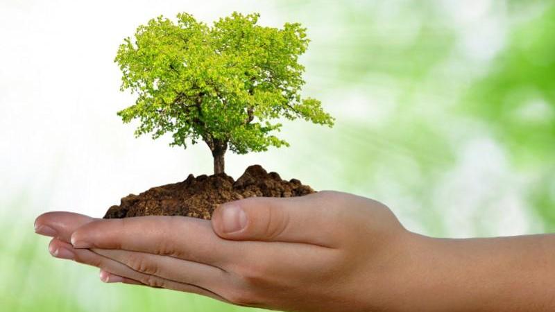 Un'immagine simbolo della legge che impone di piantare gli alberi