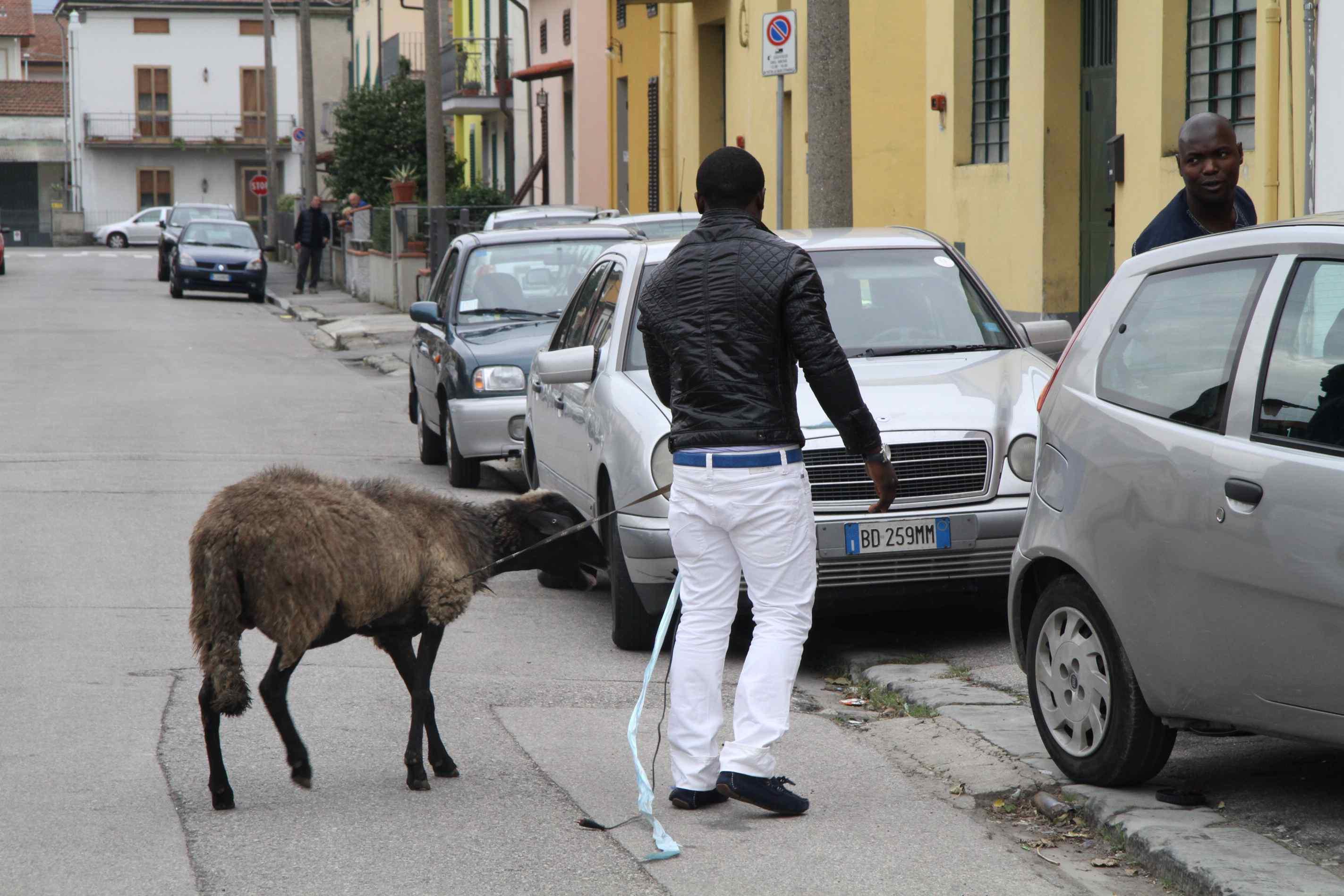 Una pecora a spasso per la città 