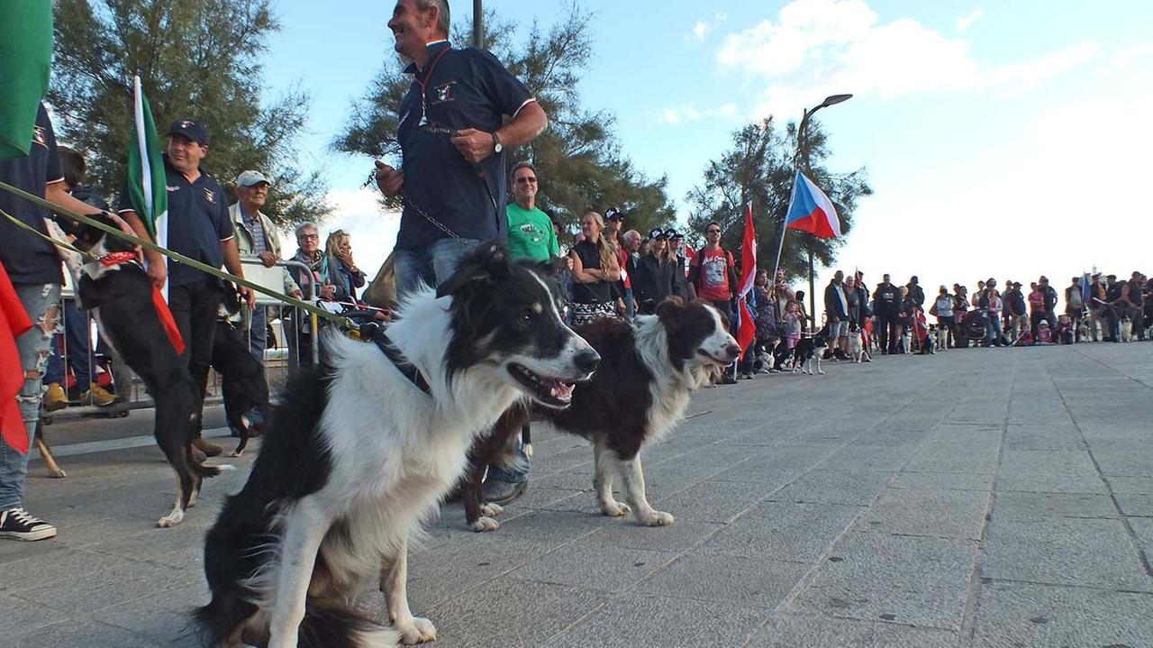 Cani da pastore in piazza Bovio (foto Paolo Barlettani)