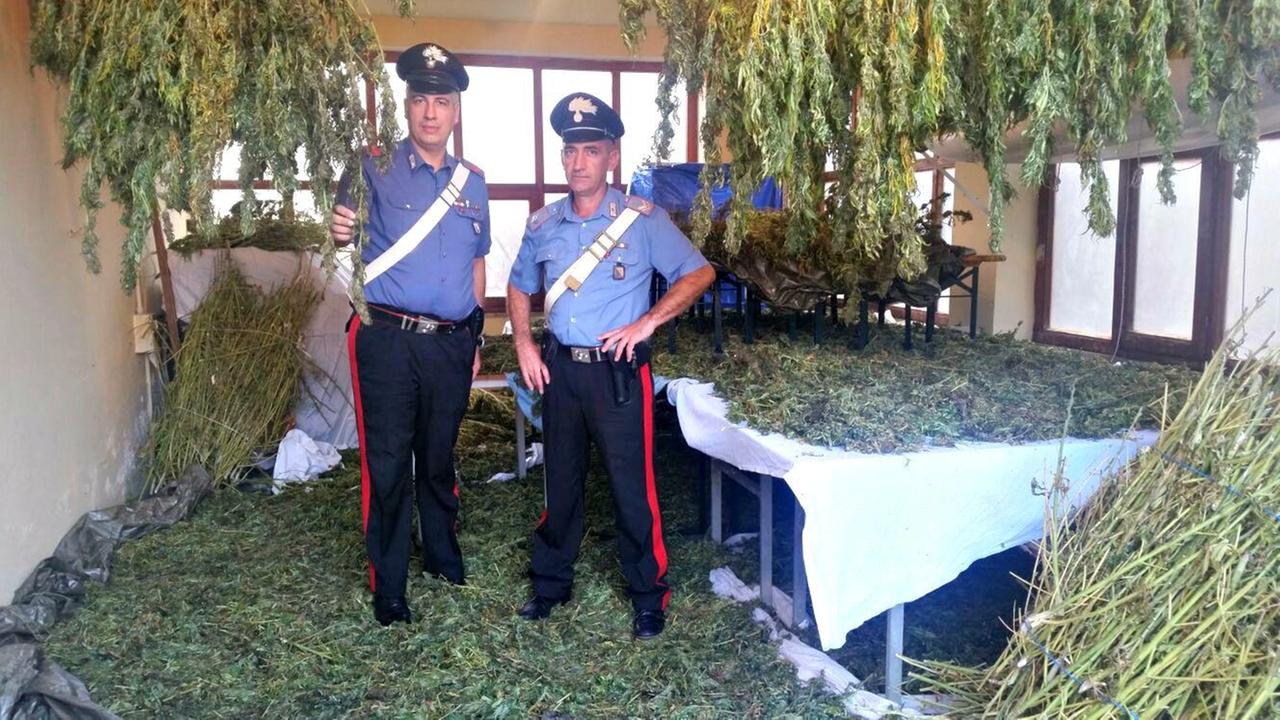 La droga seqeustrata dai carabinieri nelle campagne di Laerru