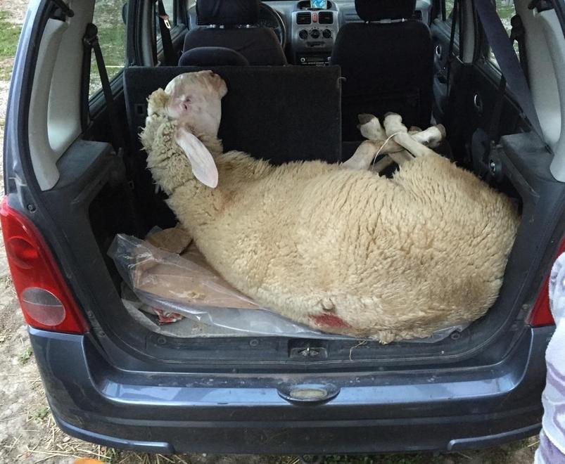Scoperto carico di pecore trasportato illegalmente 