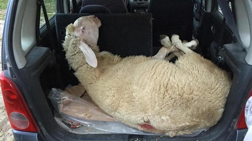 Scoperto carico di pecore trasportato illegalmente