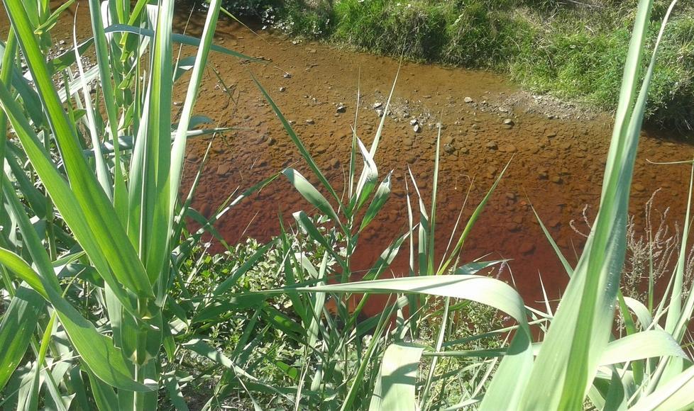 Acqua rossa e pesci morti in un altro tratto dello Stella