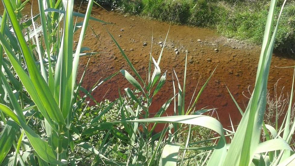 Acqua rossa e pesci morti in un altro tratto dello Stella