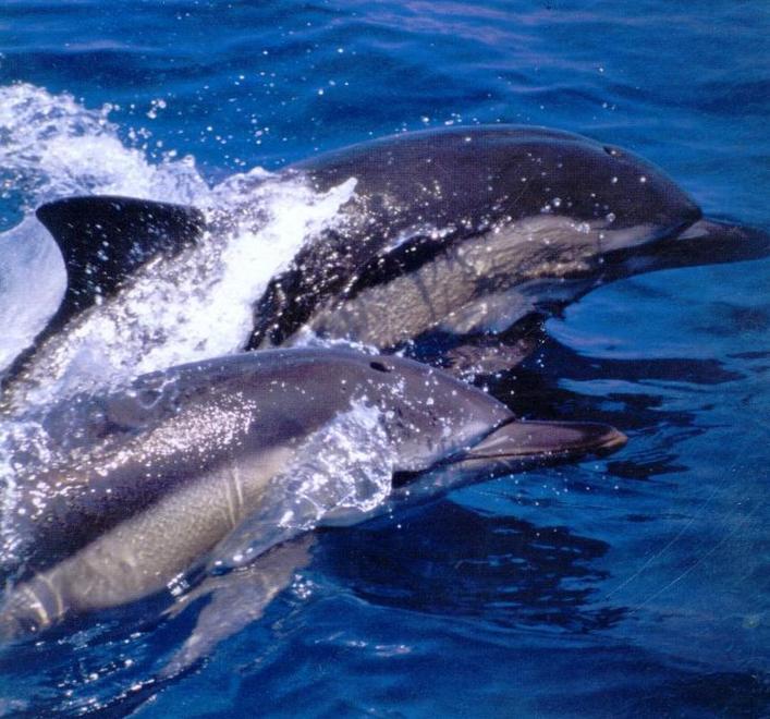 Controlli nel santuario dei cetacei 