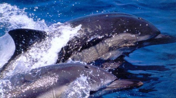 Controlli nel santuario dei cetacei