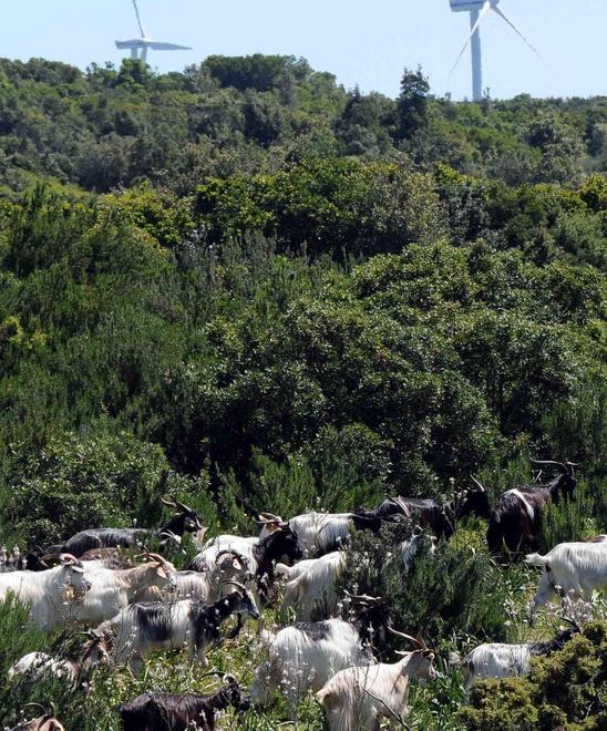 Ovodda, servizio antibracconaggio con 4 denunce