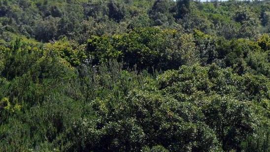 Ovodda, servizio antibracconaggio con 4 denunce