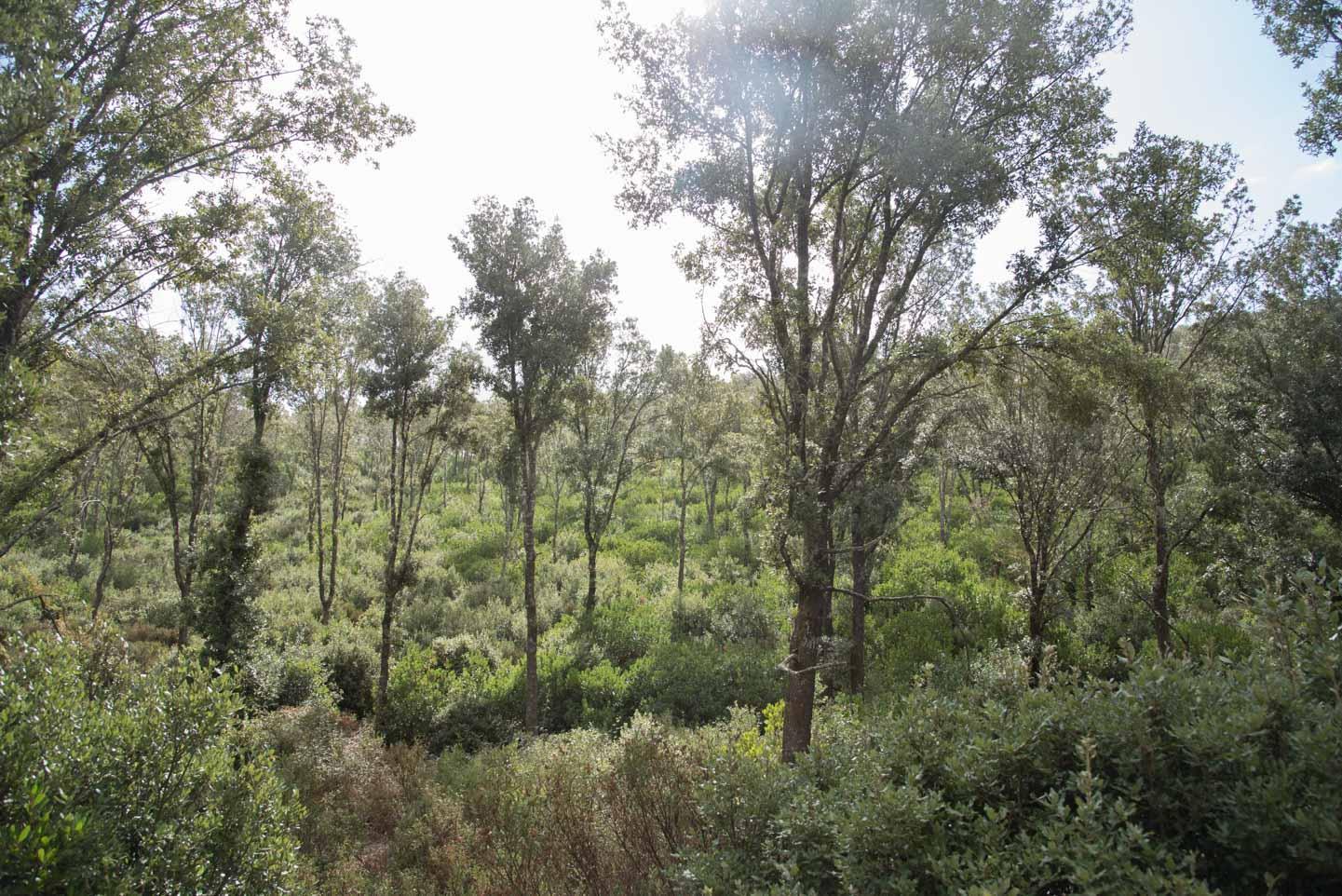 La foresta Marganai (foto Rosas)