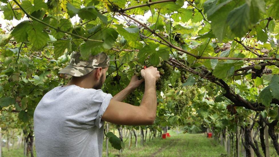Vino, miele e pesce superano la chimica