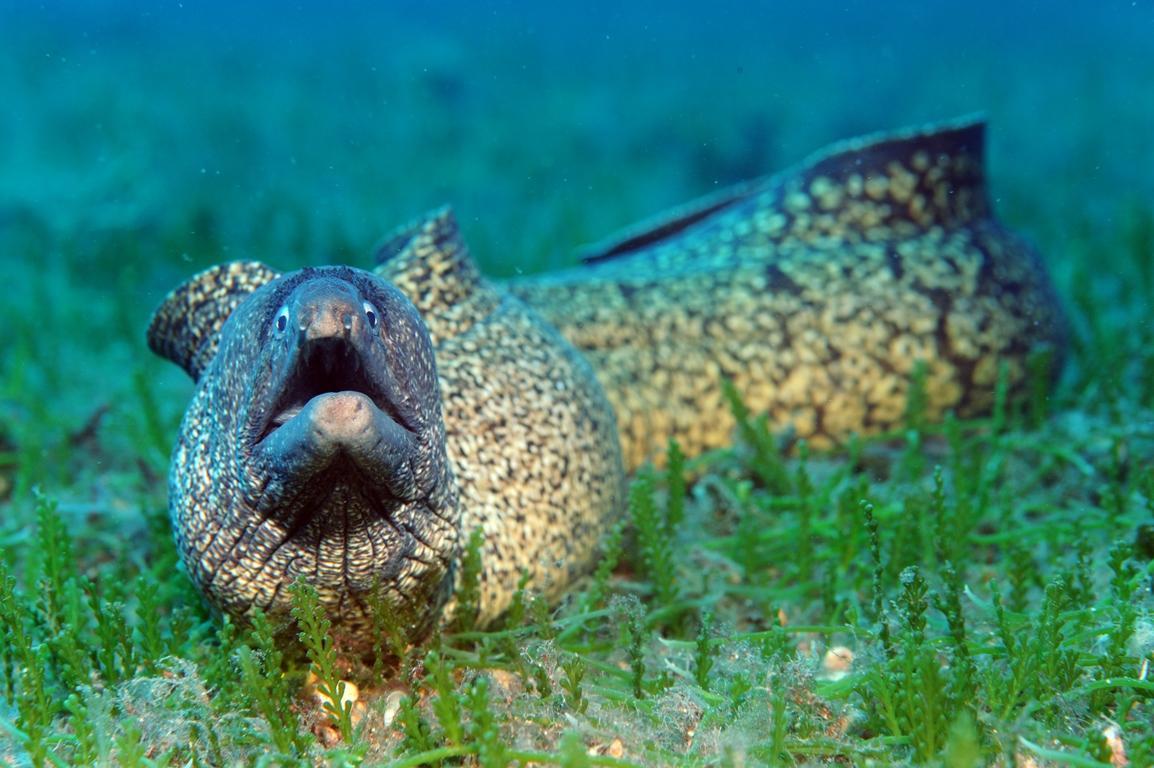 Una murena nelle acque di Tavolara