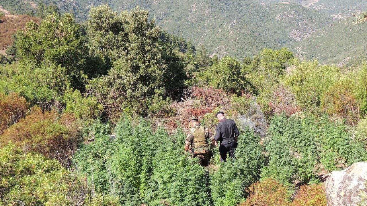 I carabinieri nella piantagione di cannabis posta sotto sequestro