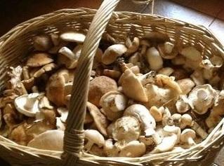 Funghi, stagione a rilento Raccolta sotto lo standard 