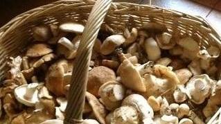 Funghi, stagione a rilento Raccolta sotto lo standard