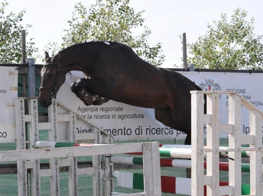 Puledri sardi in vetrina ad Abbasanta 