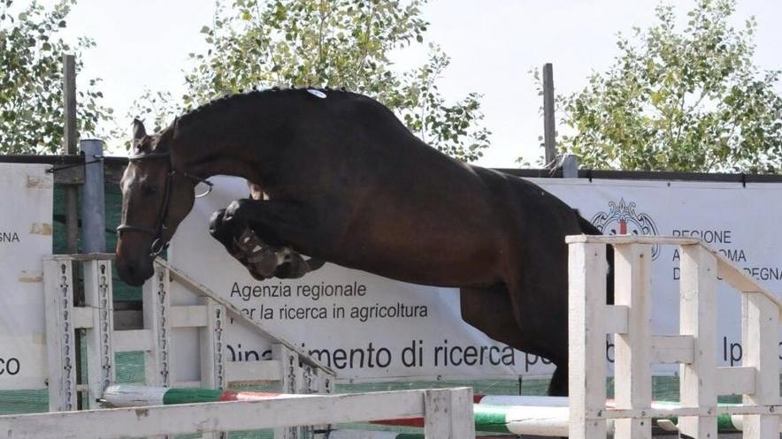 Puledri sardi in vetrina ad Abbasanta