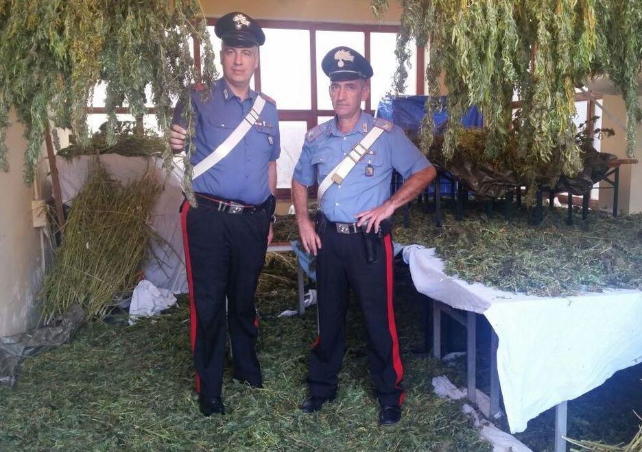 Aveva 175 chili di marijuana, in cella un agricoltore nuorese