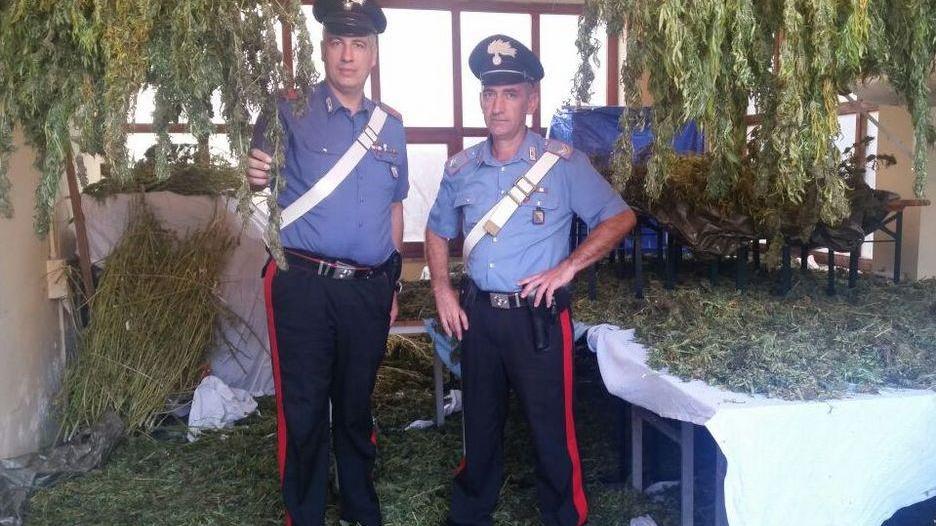 Aveva 175 chili di marijuana, in cella un agricoltore nuorese