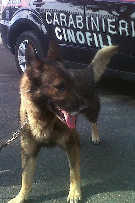 La cocaina viaggia con pacco postale, arrestata una donna 