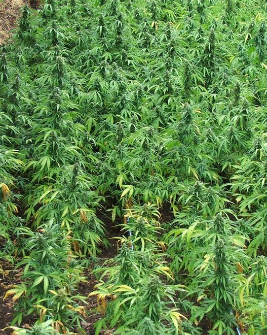 Marijuana, scoperte altre 70 piante 