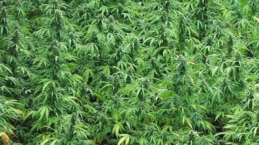 Marijuana, scoperte altre 70 piante 