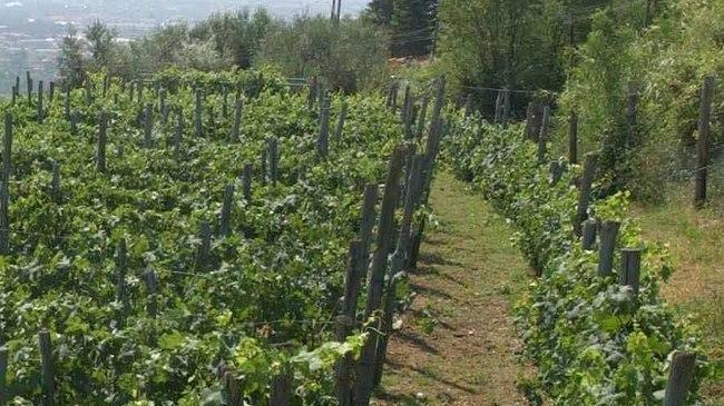Autunno a colori e oggi si fa festa