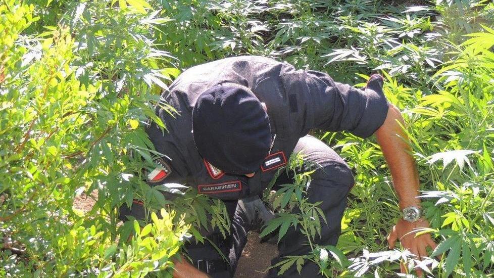 Scoperta una piantagione di cannabis: 30enne in manette