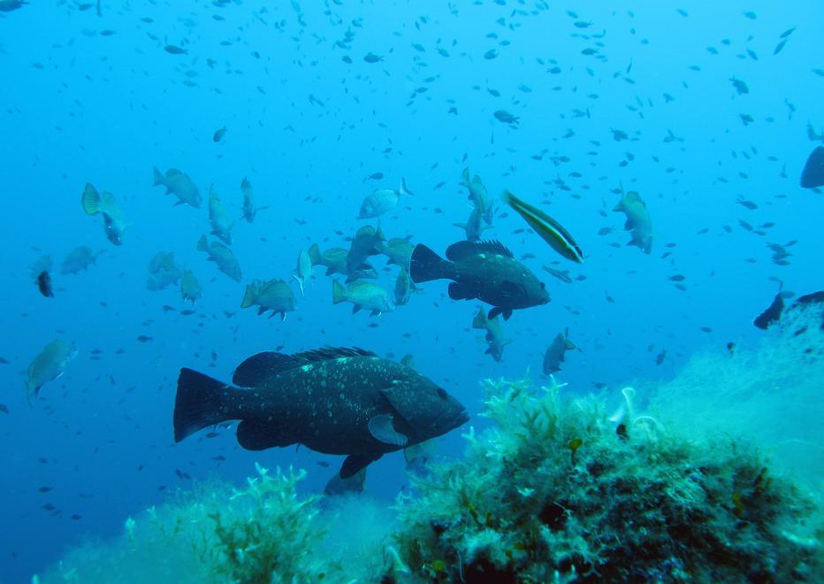 I pesci e le rocce parlano e cantano: la scoperta nel parco marino di Tavolara 