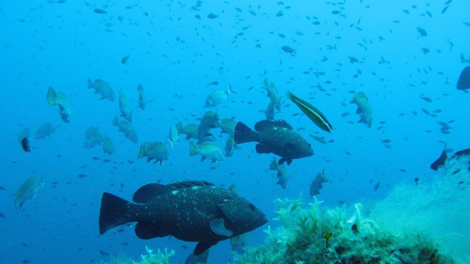 I pesci e le rocce parlano e cantano: la scoperta nel parco marino di Tavolara 