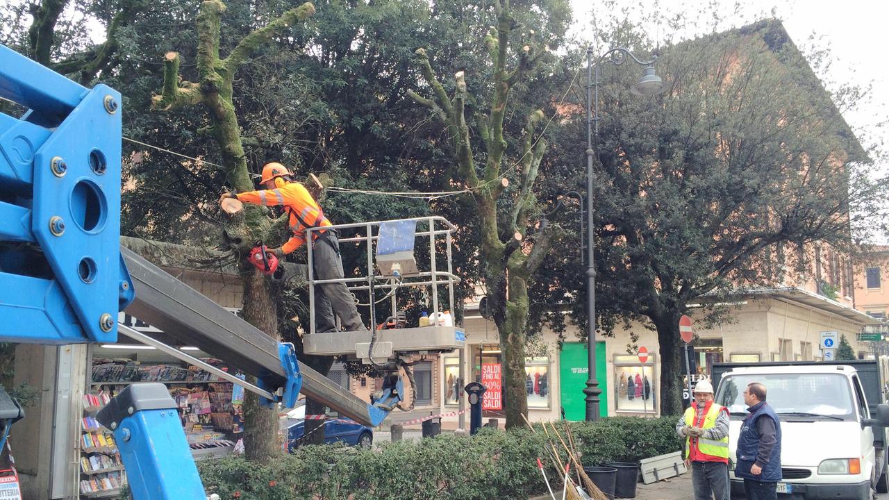 Via gli alberi malati dal viale Verdi e dal parco termale di Montecatini
