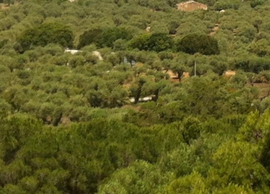 Un uliveto nel territorio di Alghero