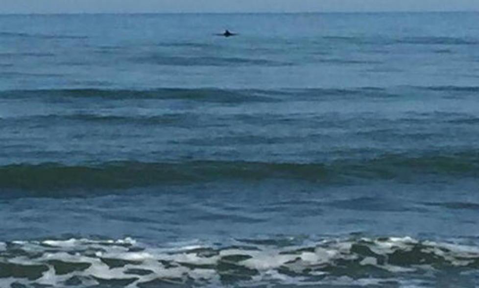 Delfini davanti al pontile di Tonfano