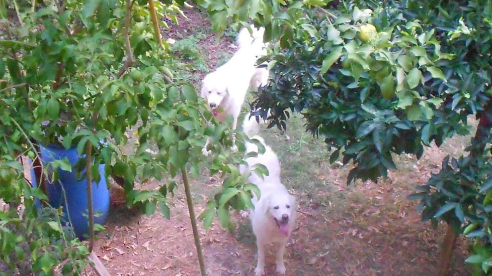 Sfuggono all’aggressione di due cani