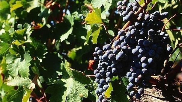 Vino, olio e castagne: raccolti ok