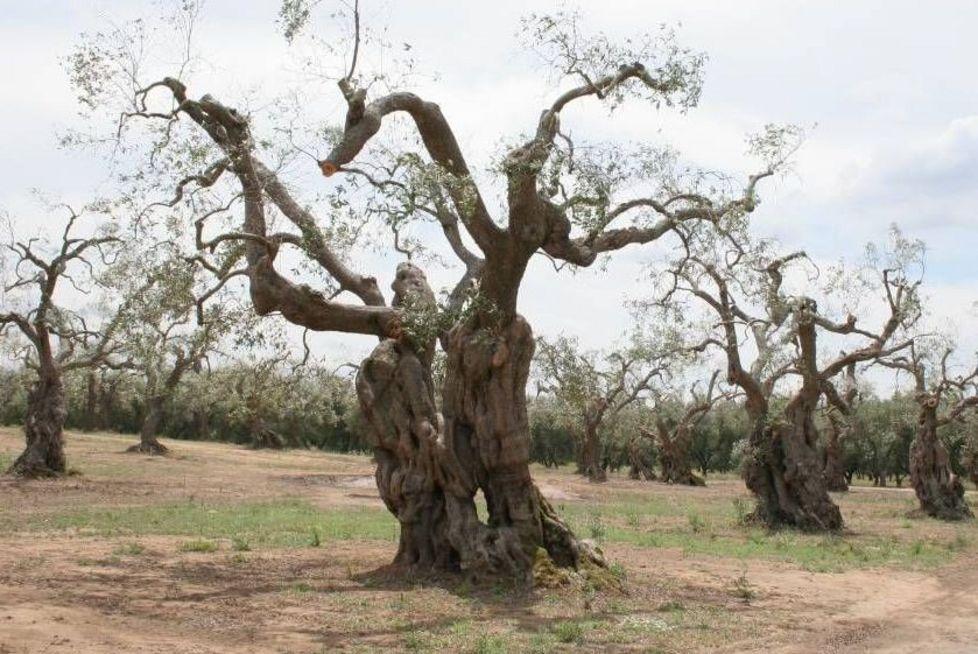 Piana: «Allarme Xylella, mancano i controlli»