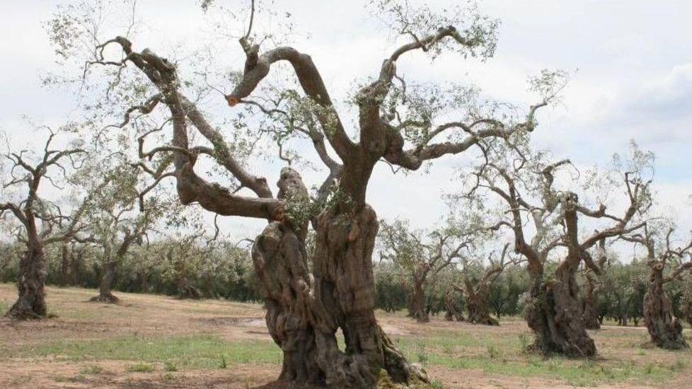 Piana: «Allarme Xylella, mancano i controlli»