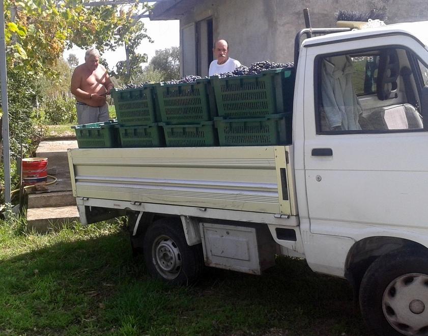Vendemmia in Baronia, sarà una buona annata 