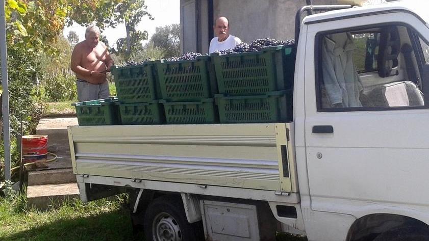 Vendemmia in Baronia, sarà una buona annata