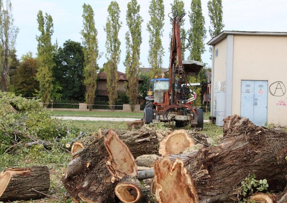 Abbattuti gli alberi del parco “protetto”