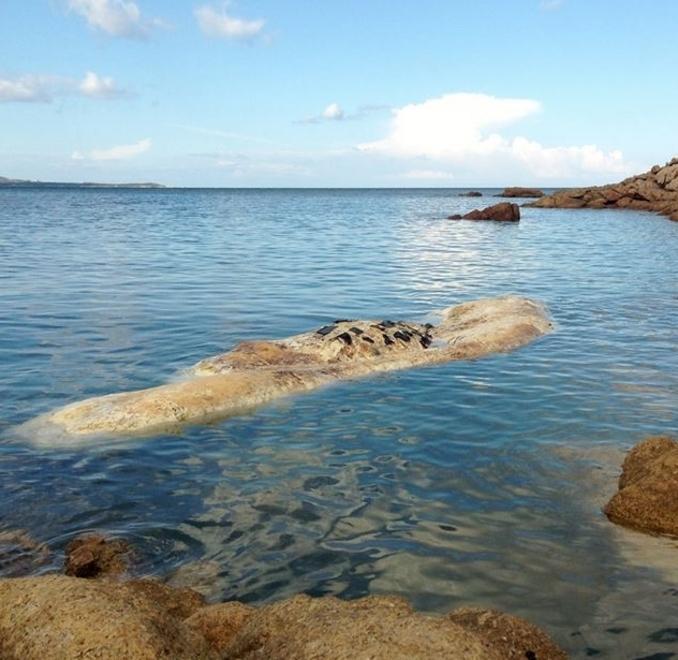 Balena arenata a Monti Russu 