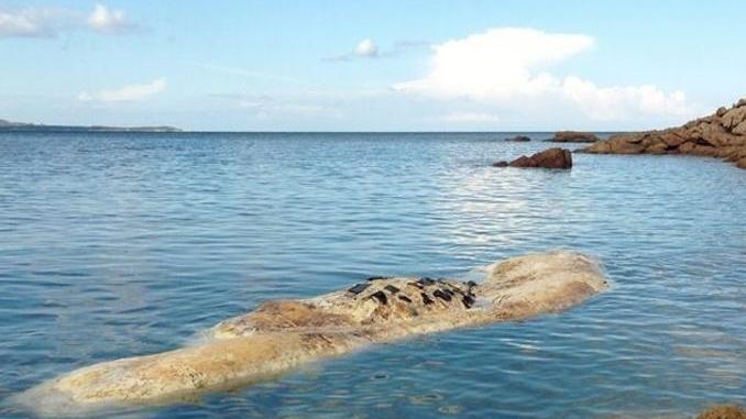 Balena arenata a Monti Russu