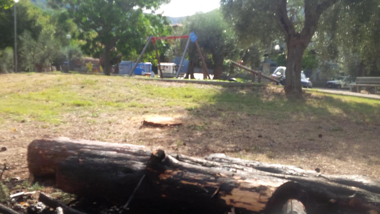 I tronchi bruciati nell'incendio al parco giochi