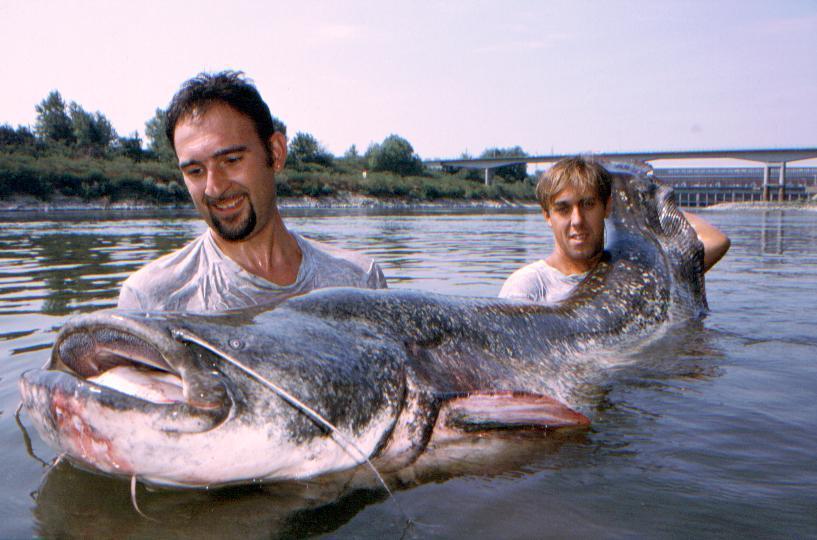 Un pesce siluro da 140 chili pescato nel Po a Gualtieri