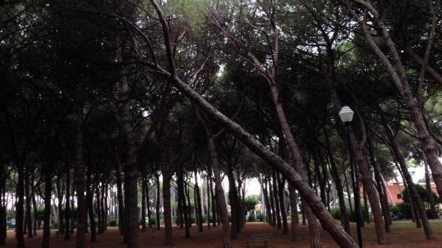 Pineta Marradi, nuovi tagli di alberi