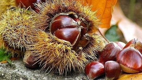 Dopo il cinipide c’è un nuovo nemico per le castagne