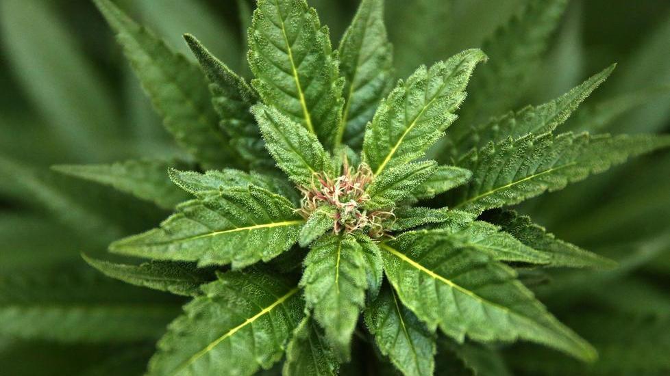 Coltiva marijuana, arrestato un elettricista