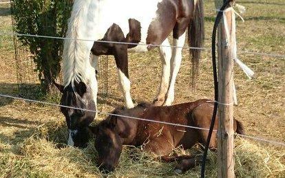 Ippoterapia, un cavallo vale un sorriso 