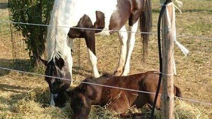 Ippoterapia, un cavallo vale un sorriso
