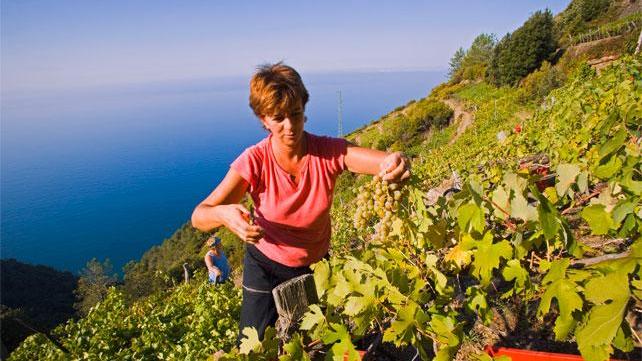 Lavoro in campagna, migliaia all’opera con i voucher fra vigneti e olivi